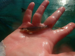 Autumn Darter photo 4