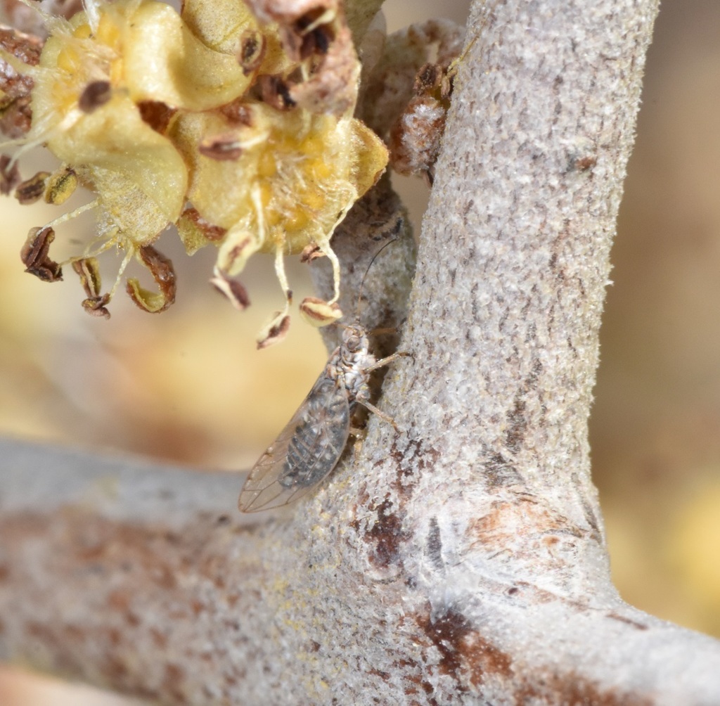 Bactericera arbolensis