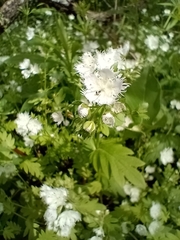 Phacelia fimbriata