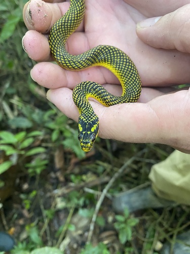 Photo of a Erythrolamprus dorsocorallinus (Erythrolamprus dorsocorallinus)