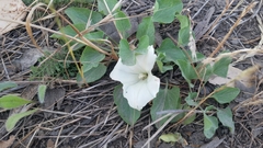 Calystegia subacaulis
