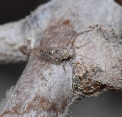 Bactericera arbolensis