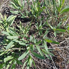 Gypsophila altissima