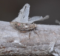 Bactericera arbolensis