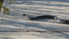 Lampropeltis
