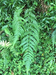 Pseudophegopteris subaurita