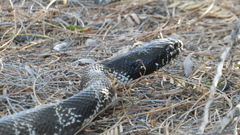 Lampropeltis