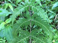 Pseudophegopteris subaurita