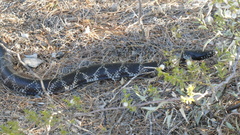 Lampropeltis