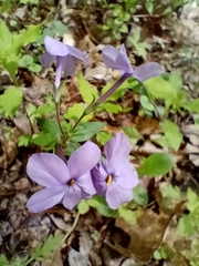 Phlox stolonifera