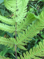Pseudophegopteris subaurita