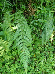 Pseudophegopteris subaurita