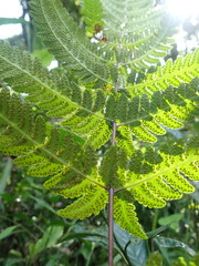 Pseudophegopteris subaurita