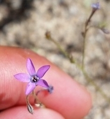 Gilia tenuiflora tenuiflora