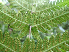 Pseudophegopteris subaurita