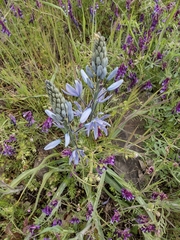 Camassia leichtlinii