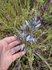 Camassia leichtlinii