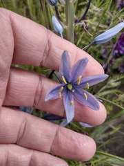 Camassia leichtlinii