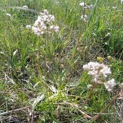 Valeriana tuberosa