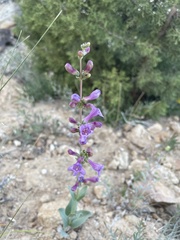 Penstemon lentus lentus