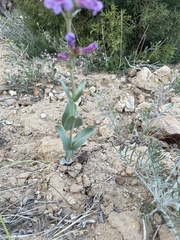 Penstemon lentus lentus