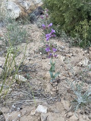 Penstemon lentus lentus