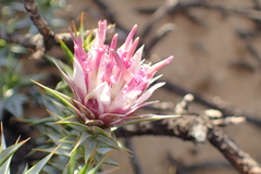 Macledium relhanioides