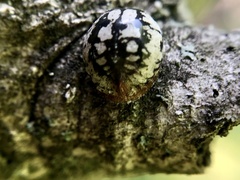 Eulecanium cerasorum