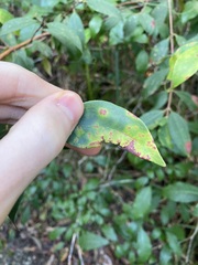 Austropuccinia psidii