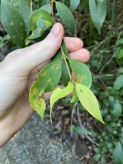 Austropuccinia psidii