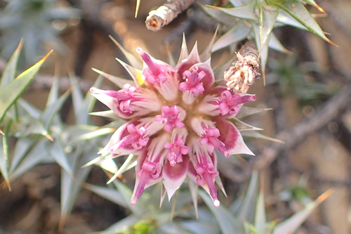 Image of Macledium relhanioides by no rights reserved