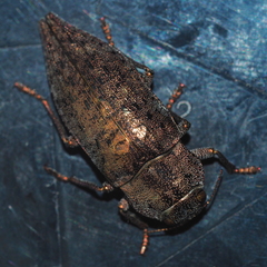 Dicerca berolinensis