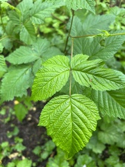 Rubus spectabilis