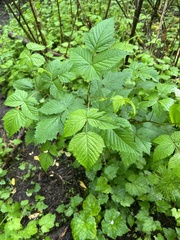 Rubus spectabilis