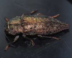 Dicerca berolinensis