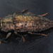 Dicerca berolinensis - Photo (c) carnifex, alguns direitos reservados (CC BY), uploaded by carnifex