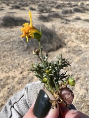 Leptosyne calliopsidea