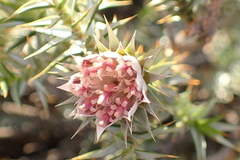 Macledium relhanioides