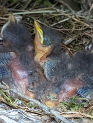 Mimus polyglottos