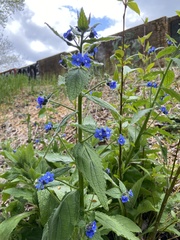 Pentaglottis sempervirens