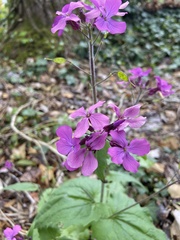 Lunaria annua