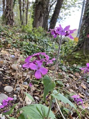 Lunaria annua