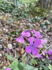 Lunaria annua