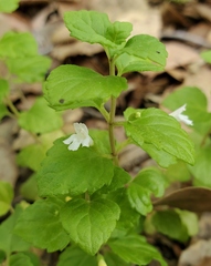 Clinopodium douglasii