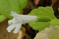 Clinopodium douglasii
