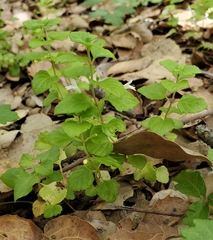 Clinopodium douglasii