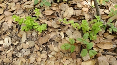 Clinopodium douglasii