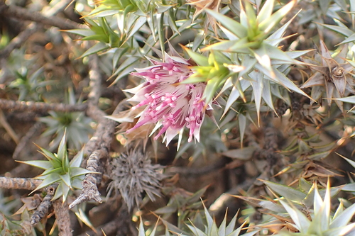 Image of Macledium relhanioides by no rights reserved