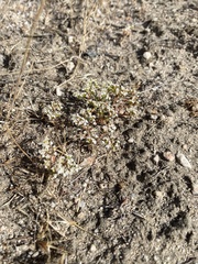 Chorizanthe parryi parryi