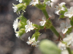 Chorizanthe parryi parryi